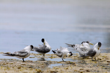 Greater crested tern // Eilseeschwalbe (Thalasseus bergii) - New Caledonia