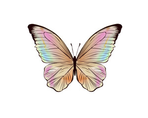 butterfly isolated on white
