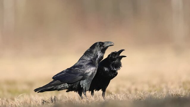 Bird beautiful raven Corvus corax North winter time Poland Europe, two ravens on spring meadow