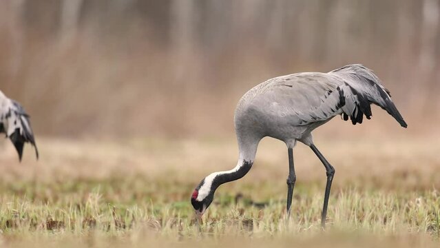 Wild common crane, grus grus, walking on hay field in spring nature. Large feathered bird landing on meadow from side view. Animal wildlife in wilderness, bird drinking water