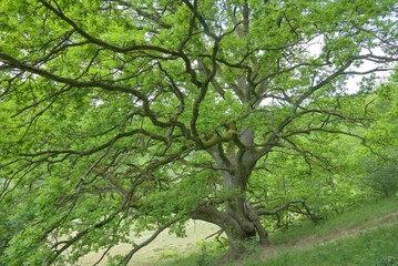 Fototapeta premium Large, old oak tree growing on a hillside
