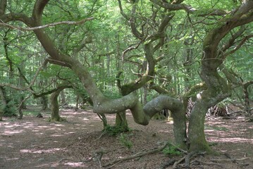 Rare twisted beech growing in southern Sweden