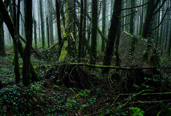Many shapes in the forest, Natural park Sintra-Cascais, Portugal