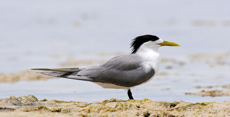 Greater crested tern // Eilseeschwalbe (Thalasseus bergii) - New Caledonia