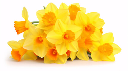 Vibrant yellow daffodils, Narcissus blooms, stand apart on a pristine white canvas.