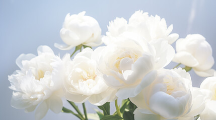 Bouquet of stylish peonies close-up. White peony flowers. Close-up of flower petals. Floral greeting card or wallpaper. Delicate abstract floral pastel background. Greeting card. Generated AI