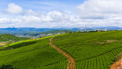 Obraz premium Beautiful landscape in the morning at Cau Dat, Da Lat city, Lam Dong province. Wind power on tea hill, morning scenery on the hillside of tea planted