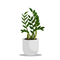 Vector illustration of Zamioculcas plants in pots.
plants zz. Houseplant with green leaves isolated on white background. Indoor decoration with foliage in a flowerpot. Natural house