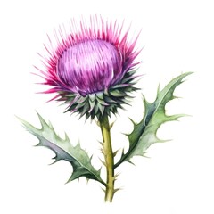 watercolor thistle illustration on a white background.