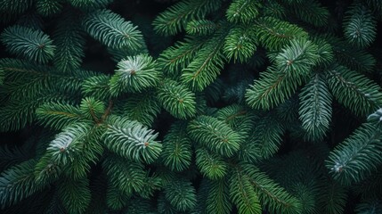 Fototapeta na wymiar Texture of Christmas fir branches. Dark green Christmas background, copy space