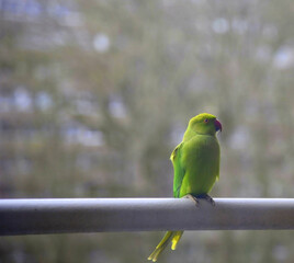 A green parrot, female rose-ringed parakeet, Psittacula krameri, sitting on a thick white balcony railing. Closeup shot with shallow focus and copy space. 