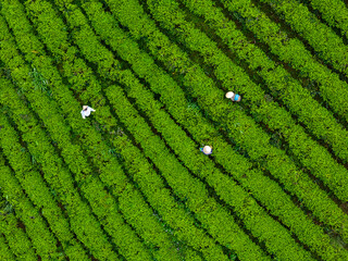 View of workers in a green field harvesting the tea crops at Cau Dat, Da Lat city, Lam Dong province
