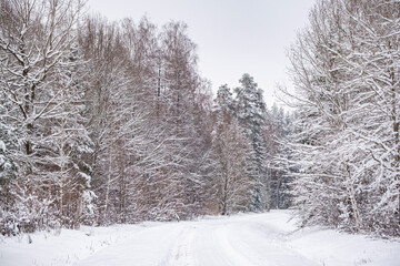 snow covered forest trees and forest road. Difficult weather conditions