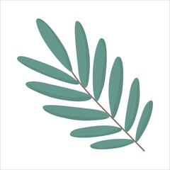 Long green rowan leaves on a branch. Vector drawing