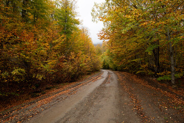 Obraz premium Autumn forest road. View of autumn forest road with fallen leaves Fall season scenery.