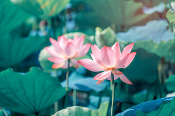 Lotus flower blooming in the pond in summer