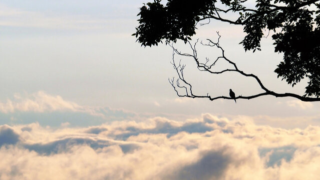 Mourning dove (Zenaida macroura) rests in silhouette on a tree branch overlooking an ocean of clouds; Weaverville, North Carolina, United States of America