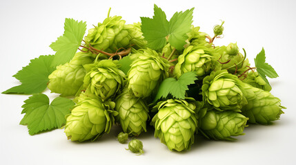 green hops on the white background