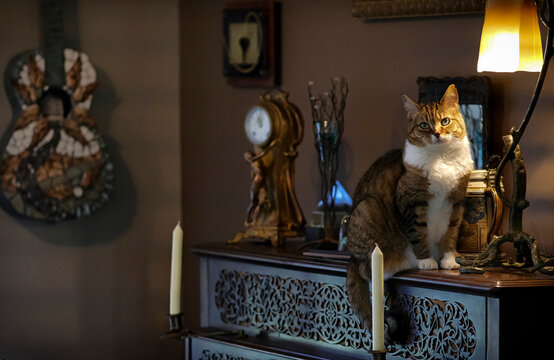 Tabby cat sits on top of an 1857 John Broadwood & Sons piano, surrounded by a variety of art and decor; Weaverville, North Carolina, United States of America