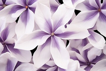 white and purple cyclamen flowers in caleidoscope view - obrazy, fototapety, plakaty