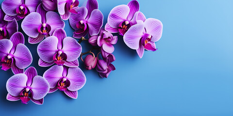 Purple orchid flowers on a blue background concept texture