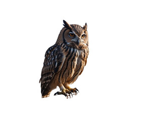 Fototapeta premium Cute And Beautiful Owl is sitting on a tree