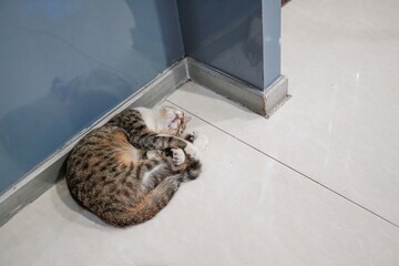 The cat was fast asleep and curled up in the corner of the ceram