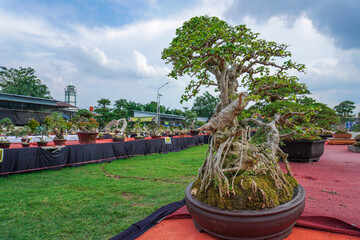 bonsai tree festival held in the city park