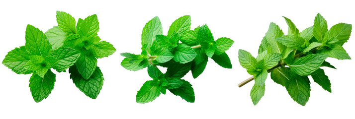 Set of mint isolated on transparent background
