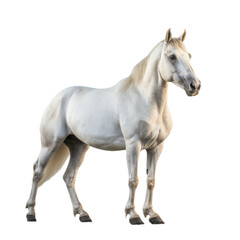 a White horse, standing, full body, 3/4 view, in a PNG, Equestrian/Ranch-themed, isolated, and transparent photorealistic illustration. Generative ai