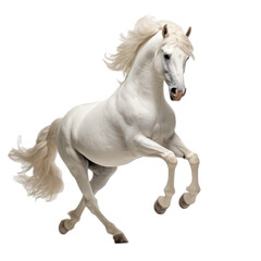 Obraz na płótnie Canvas a White horse, in motion, full body, 3/4 view, in a PNG, Equestrian/Ranch-themed, isolated, and transparent photorealistic illustration. Generative ai