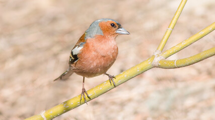 red backed shrike
