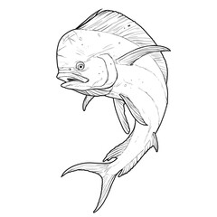 Mahi mahi or dolphin fish on white Sketch line art doodle.