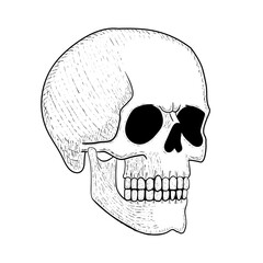 Skull vector illustration. Human head skeleton icon.