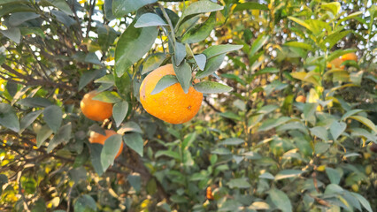 Orange tree with fruits