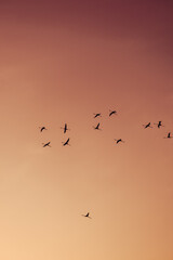 Silhouette flamingo