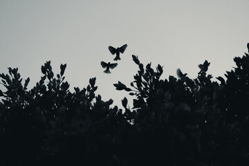 bird like leaf © Beatriz