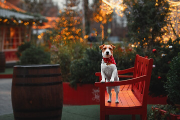 two Jack Russell dogs for a walk against the backdrop of streets decorated for Christmas