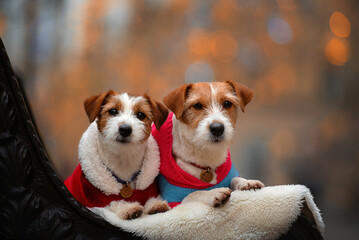 two Jack Russell dogs for a walk against the backdrop of streets decorated for Christmas