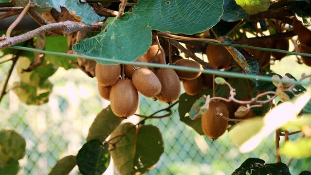 Ripe kiwifruit on the tree surrounded by leaves before picking. Farming and harvesting concept. Close-up. Golden or green kiwi, hairy fruits hanging on kiwi tree in orchard. autumn in the sun at