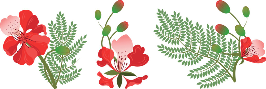 Set of royal gulmohar flowers.Peacock flowers. Flamboyant arvore. Isolated on a white background.Vector illustration.