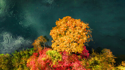Tree with yellow leaves above the Brda River. - obrazy, fototapety, plakaty