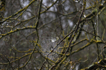 Obraz premium Cobweb in Gloomy Forest