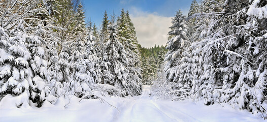Winter landscape with road with footprints in snow following in fir forest and glade