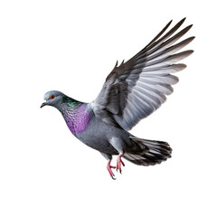 a common Pigeon flying, full body, side view in a PNG,  isolated and transparent, Nature-themed, photorealistic illustration. Generative ai