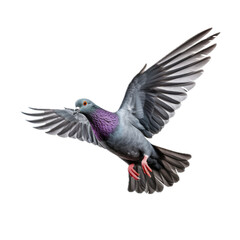 a common Pigeon flying, full body, 3/4 view in a PNG,  isolated and transparent, Nature-themed, photorealistic illustration. Generative ai
