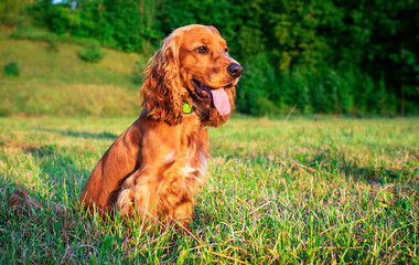 A red cocker spaniel dog sits sideways on a green lawn. The dog is looking straight at the sunset....