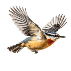 a Red-breasted Nuthatch flying, side view in a PNG, Nature-themed, isolated, and transparent photorealistic illustration. Generative ai