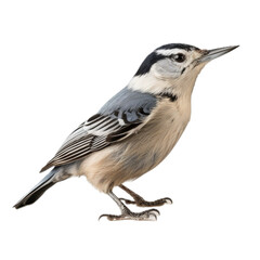 White-breasted Nuthatch standing in a side view, isolated and transparent PNG in a Nature-themed, photorealistic illustration. Generative ai