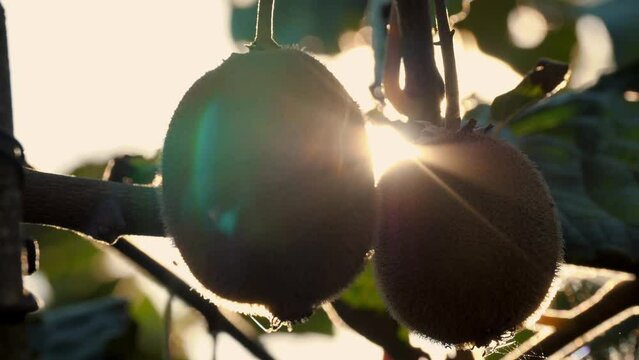 Ripe kiwifruit on the tree surrounded by leaves before picking. Farming and harvesting concept. Close-up. Golden or green kiwi, hairy fruits hanging on kiwi tree in orchard. autumn in the sun at